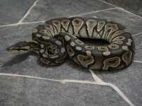 CinnamonFemale.jpg