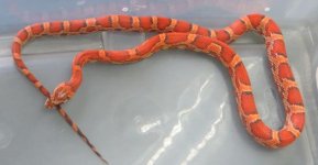 sunkissed female II.jpg