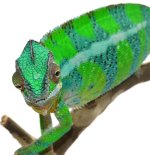 Ambanja-Male-Wild-Caught-Canvas-Chameleons-4-997x1024.jpg