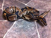 Sugarmale350g275.jpg