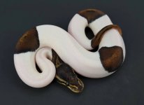 bp pied.jpg