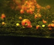 snail4.jpg