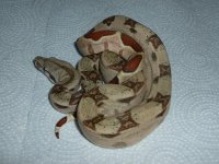 Hypo Male Jungle pos het A1 001.jpg