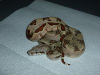 Hypo Male Jungle pos het A1 002.jpg