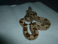 Hypo Male Jungle pos het A2 005.jpg