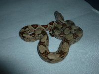 Hypo Male Jungle pos het A2 003.jpg