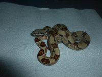 Hypo Male Jungle pos het A2 001.jpg