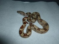 Hypo Male Jungle pos het A2 002.jpg