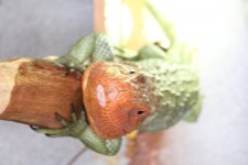 IMG_7897.jpg
