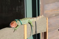 IMG_1354.jpg