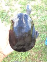 Subglobosamale01a.jpg