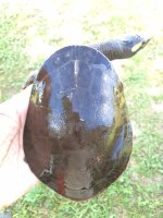 Subglobosamale02a.jpg