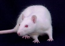 jumbo rat.jpg