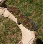 Female Trachy (1).jpg