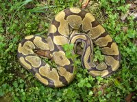 Proven breeder Enchi female 1300 gm $215.00.jpg