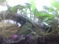 for sale tanks no waterfalls.jpg