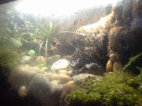 for sale tanks.jpg