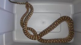 bredli-python.jpg