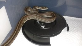 genetic-stripe-bredli.jpg