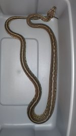 genetic-stripe-bredli-male.jpg