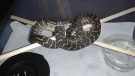 2014 Price x Lazik Morelia Bredli.jpg