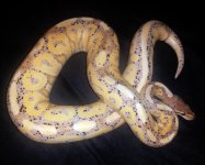 1cinnybanana.jpg