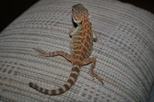 DSC_0584.jpg