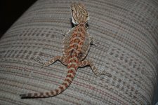 DSC_0586.jpg