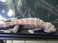 IMG_0036.jpg