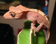 IMG_0135.jpg