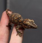 Orange blotched Garg.jpg