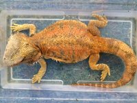beardeddragonfemale6-29-15.jpg