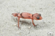 wheeleri cinctus hatchling.jpg