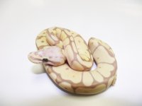Banana_Bumblebee_M_15.jpg