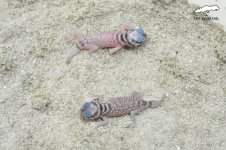 stellatus hatchies 2015.jpg
