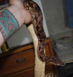 DSC_0038.jpg