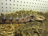 skink photo.jpg