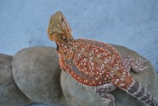 CSC_0539.jpg