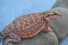 CSC_0537.jpg