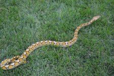 2014 Platinum Het  albino male2.jpg