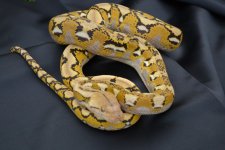 2014 Platinum het albino male1.jpg