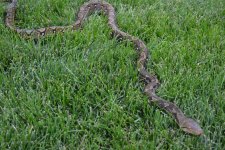 2014 citron het albino male1.jpg