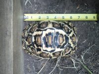 Tiny-carapace-9-25-15.jpg