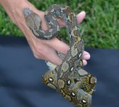 2014 Citron het albino male2.jpg