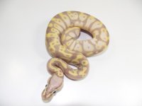 BananaHetPied1.jpg