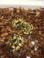 enchi aspahlts 3.jpg
