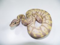 BananaHetPied2.jpg