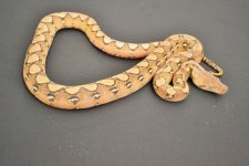 2015 plat het albino1.jpg