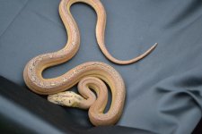 2015 Plat Golden Het albino 1.jpg