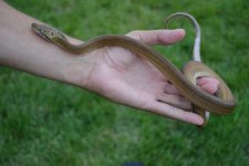 2015 plat golden het albino 3.jpg